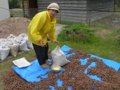 山陽に支障どんぐり