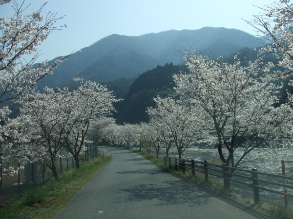 桜