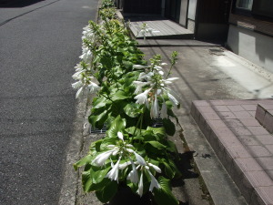 タマノカンザシ