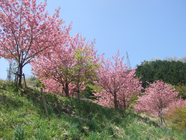 滝山