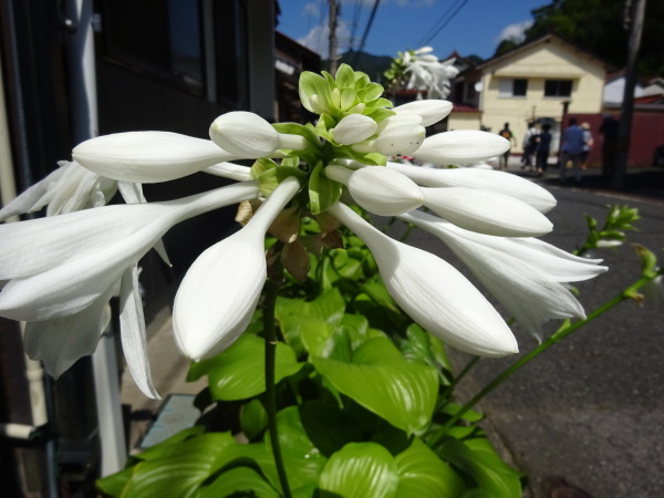 花嫁行列