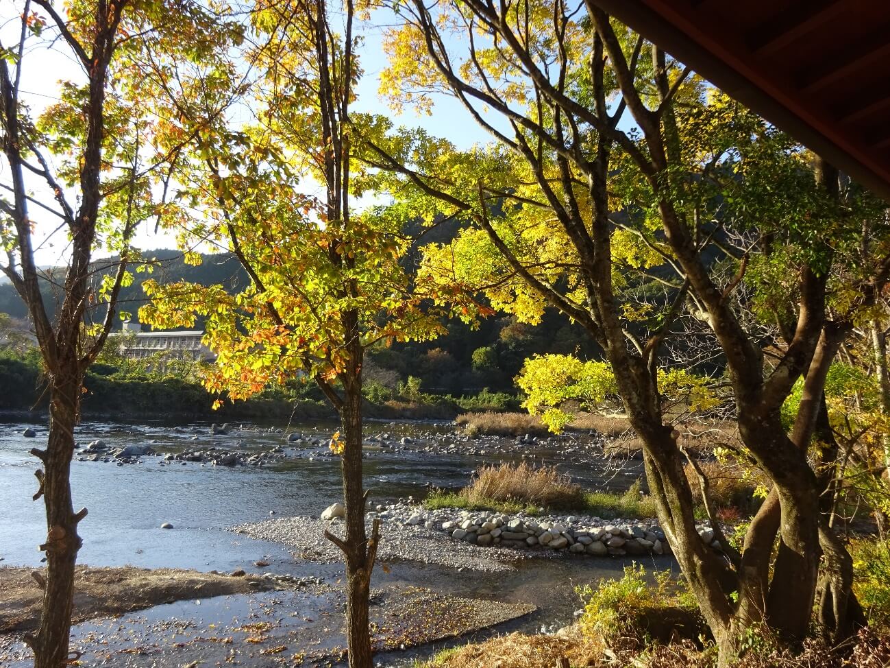 観察小屋の周辺、美しく紅葉