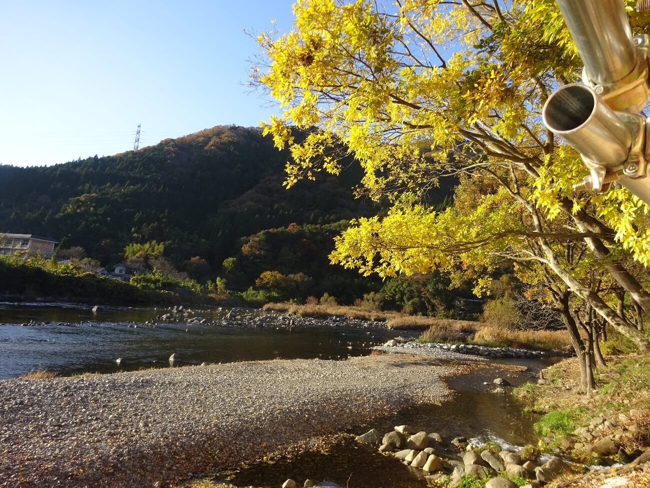 今年は、この木に来るかなあて