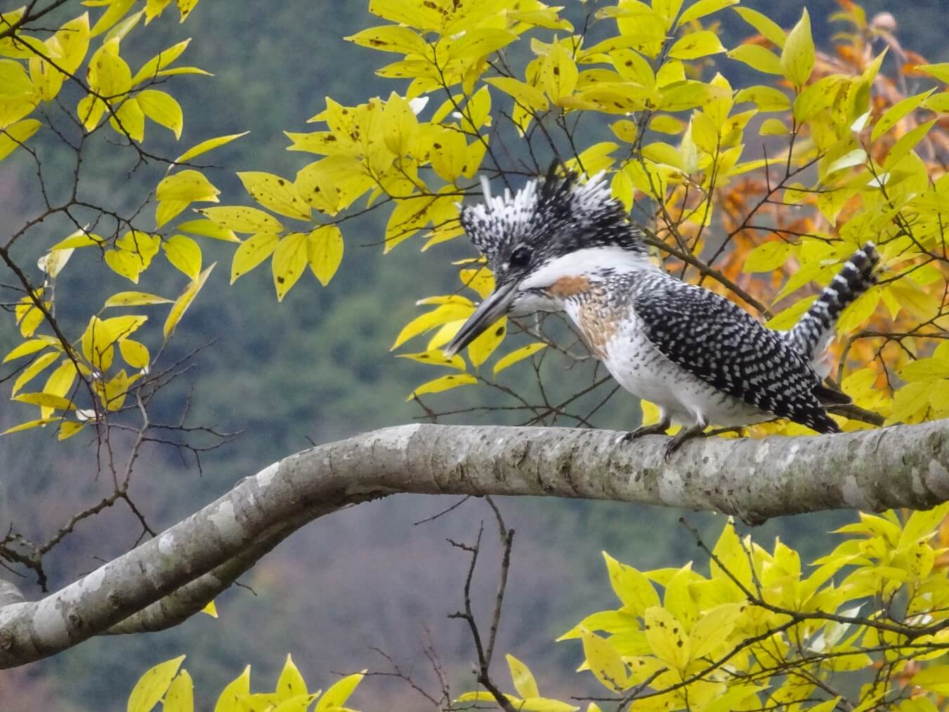 日野川は野鳥の宝庫(画像は蔵出し)