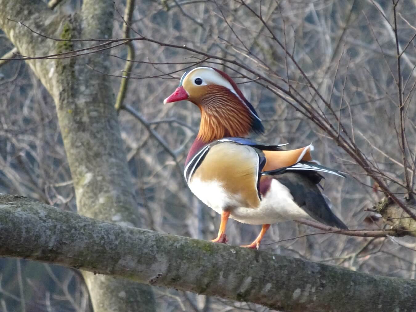 日野川は野鳥の宝庫(画像は蔵出し)