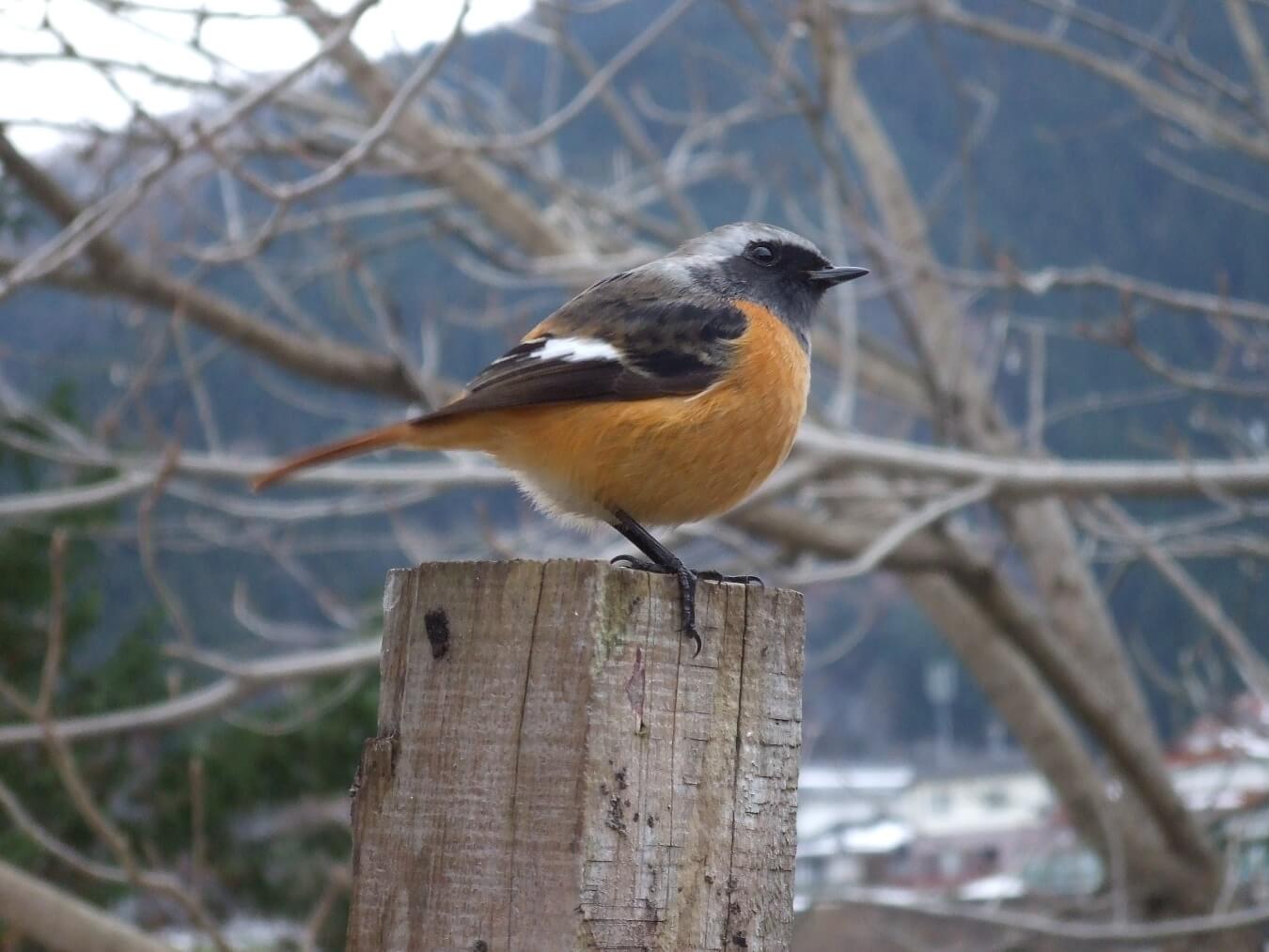 日野川は野鳥の宝庫(画像は蔵出し)