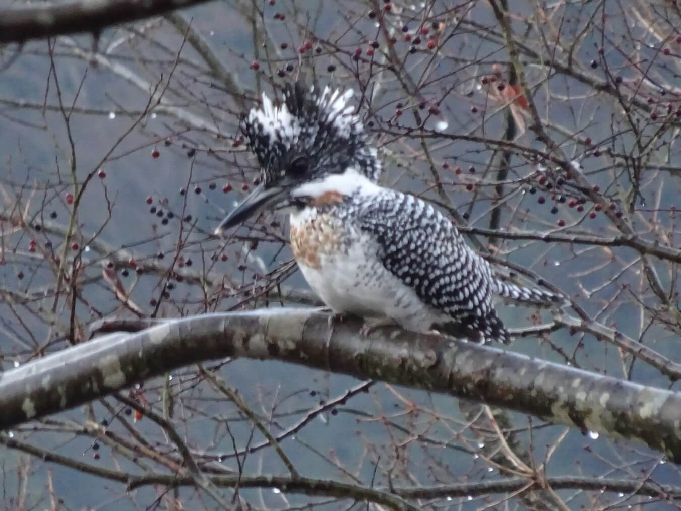 日野川は野鳥の宝庫(画像は蔵出し)