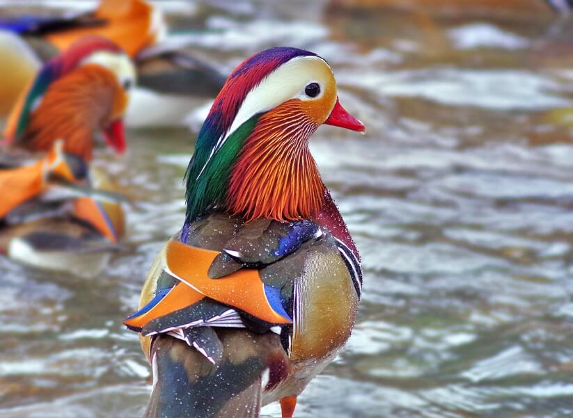 日野川は野鳥の宝庫(画像は蔵出し)