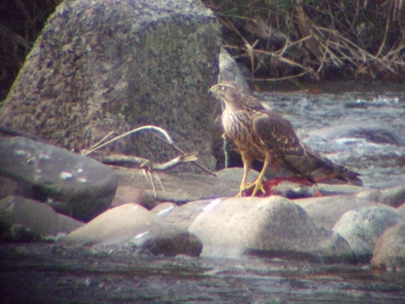 日野川は野鳥の宝庫(画像は蔵出し)