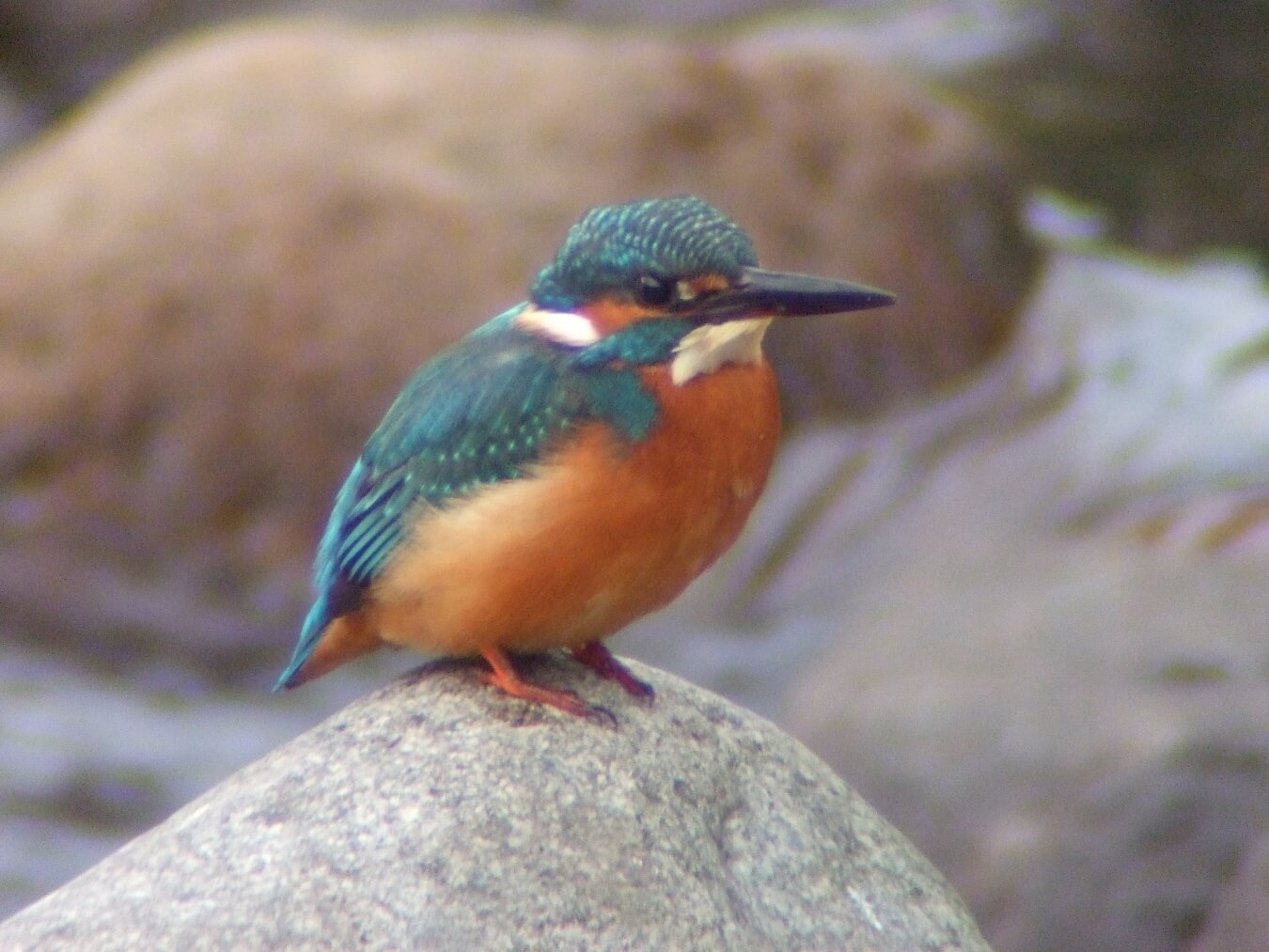 日野川は野鳥の宝庫(画像は蔵出し)