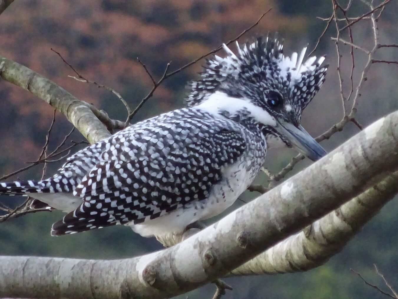 日野川は野鳥の宝庫(画像は蔵出し)