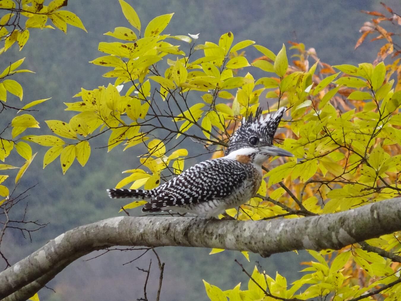 日野川は野鳥の宝庫(画像は蔵出し)