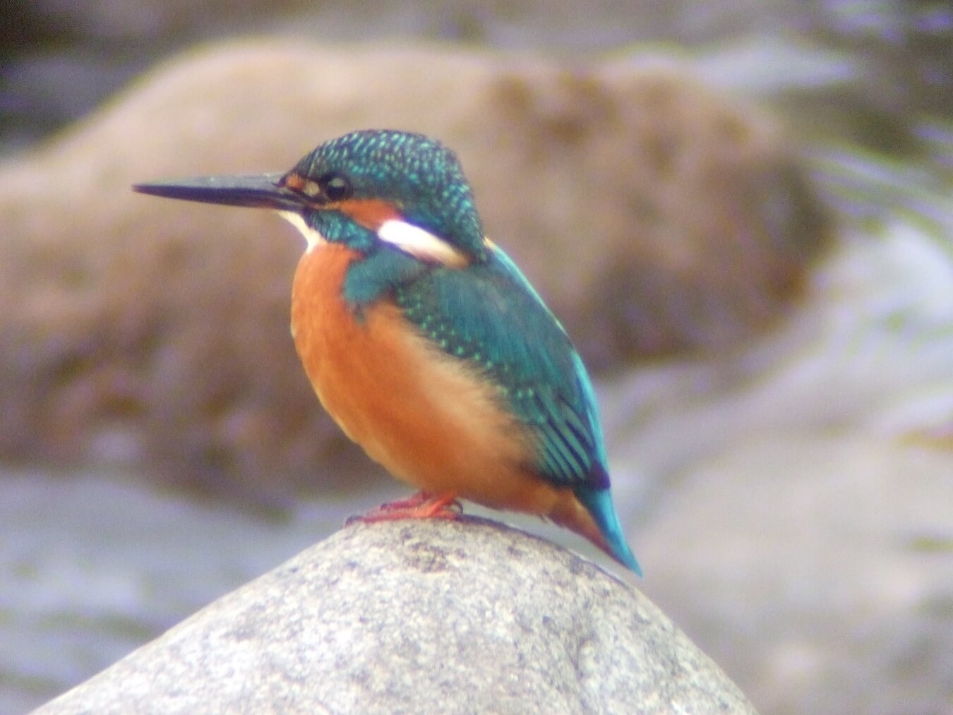 日野川は野鳥の宝庫(画像は蔵出し)