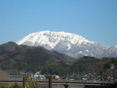 山茶花