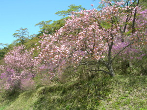 瀧山