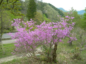 瀧山